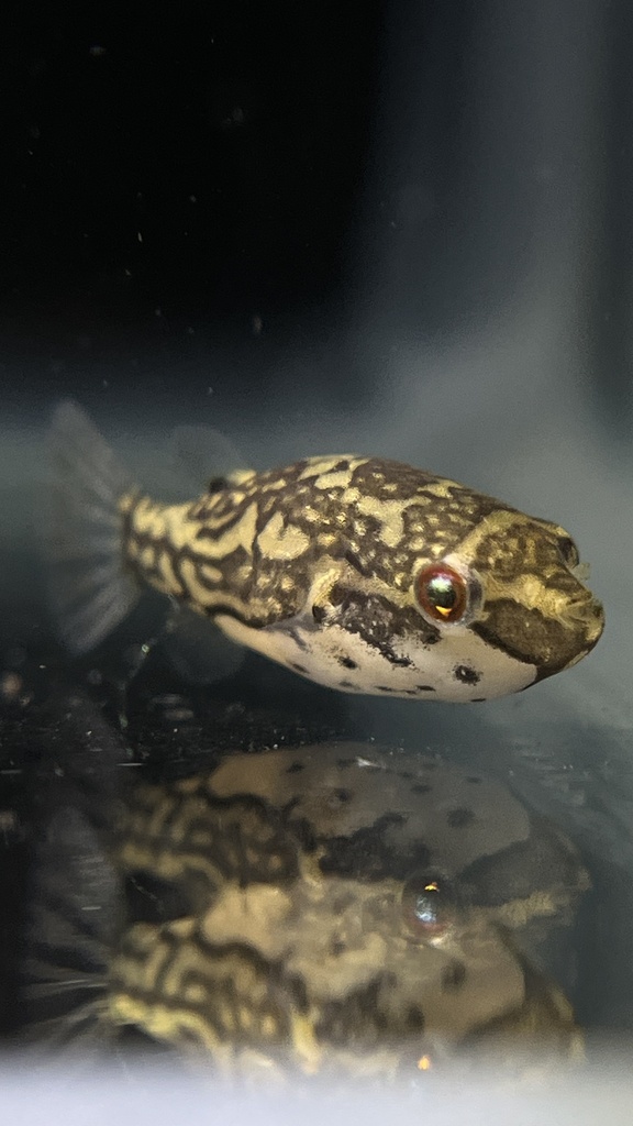 Redeye Puffer