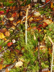 Gastrodia cunninghamii