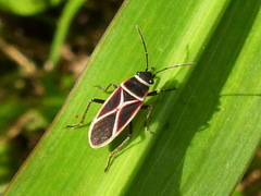 Ochrostomus pulchellus