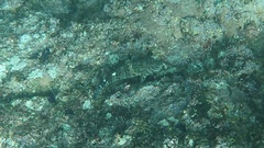 Cirrhitus rivulatus