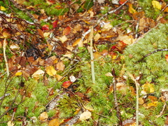 Gastrodia cunninghamii