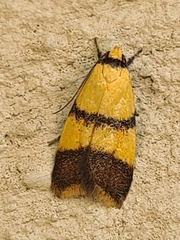 Heteroteucha translatella