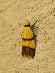 Heteroteucha translatella