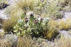 Protea speciosa