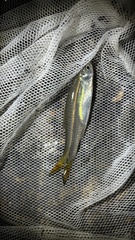Rasbora dusonensis