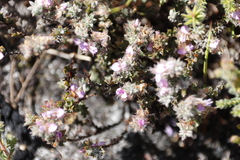 Indigofera glomerata