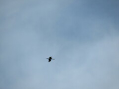 Nannopterum brasilianum