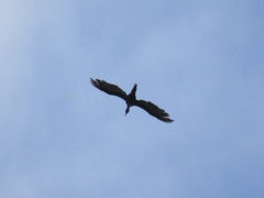 Nannopterum brasilianum