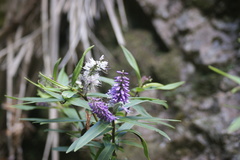 Veronica macrocarpa