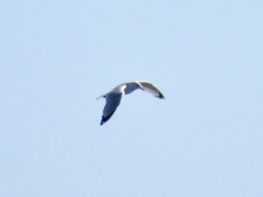 Larus delawarensis