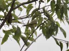 Leiothlypis ruficapilla