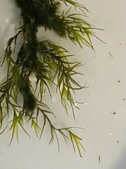 Fissidens fontanus