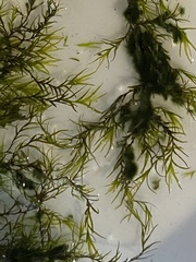 Fissidens fontanus
