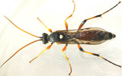 Ichneumon promissorius