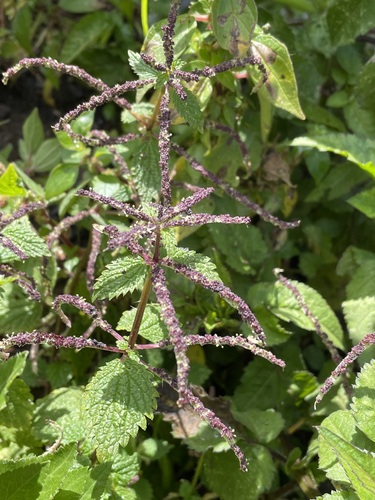 Urtica membranacea image