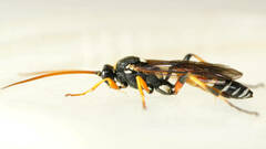 Ichneumon promissorius