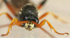 Ichneumon promissorius