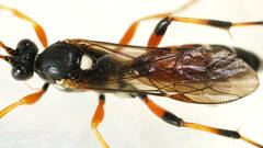 Ichneumon promissorius