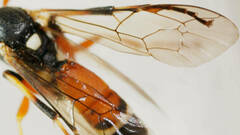 Ichneumon promissorius