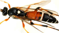 Ichneumon promissorius