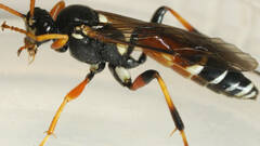 Ichneumon promissorius