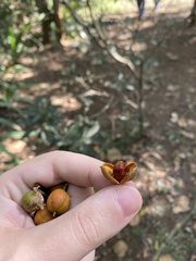 Pittosporum undulatum
