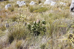 Protea speciosa