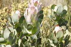 Protea speciosa
