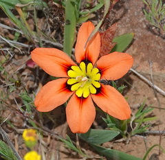 Sparaxis tricolor