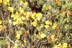 Cyclopia genistoides