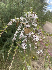 Kunzea ambigua