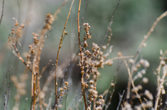 Artemisia santolinifolia