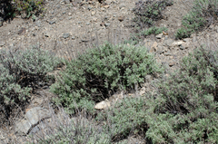 Artemisia santolinifolia