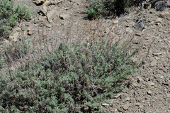 Artemisia santolinifolia