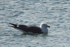 Larus armenicus