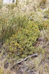 Cyclopia genistoides