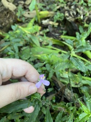 Tradescantieae