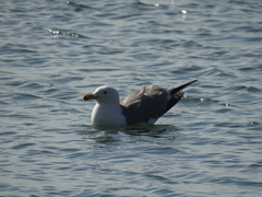 Larus armenicus
