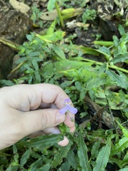Tradescantieae