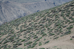 Artemisia santolinifolia