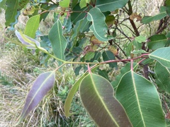 Eucalyptus botryoides