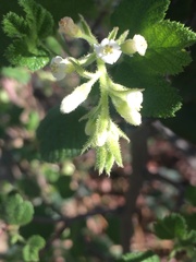 Ribes indecorum