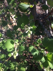 Ribes indecorum