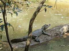 Caiman crocodilus fuscus