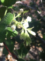Ribes indecorum