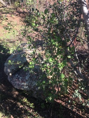 Ribes indecorum