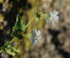 Mirabilis laevis retrorsa