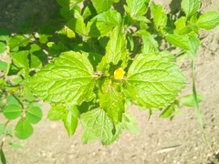 Galinsoga parviflora