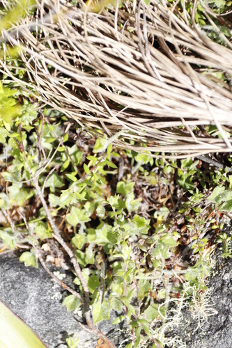 Image of Centella macroda by (c) Tony Rebelo, some rights reserved (CC BY-SA)