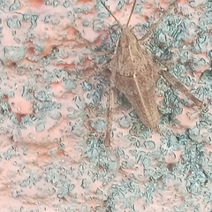 Sphenarium